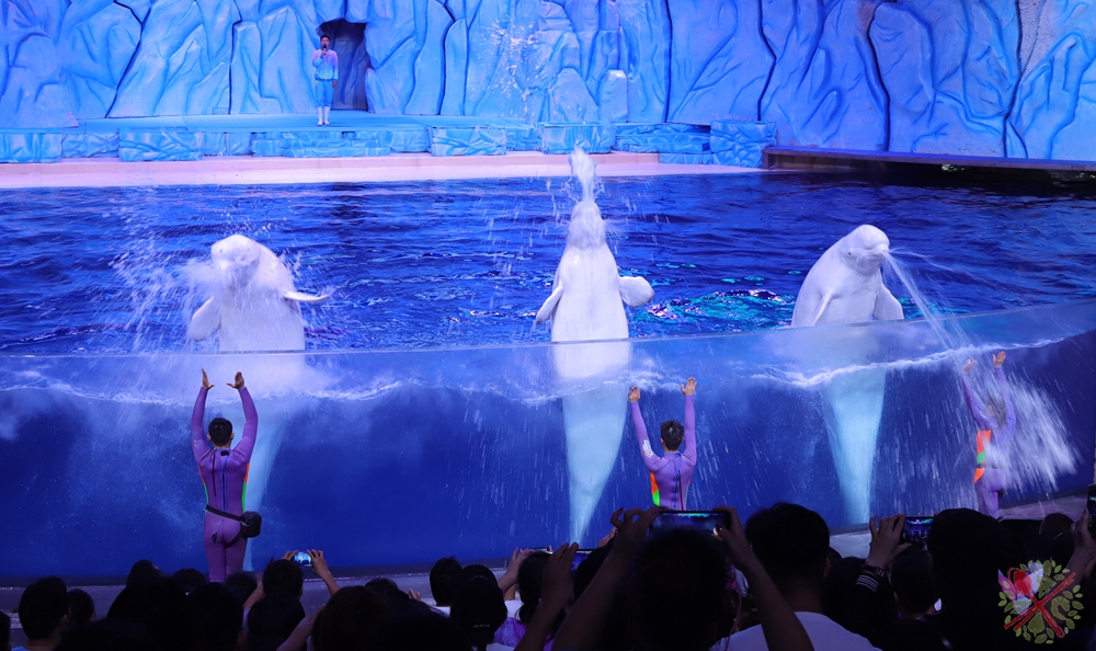 珠海长隆海洋王国企鹅馆北极熊馆,珠海长隆企鹅海洋王国攻略