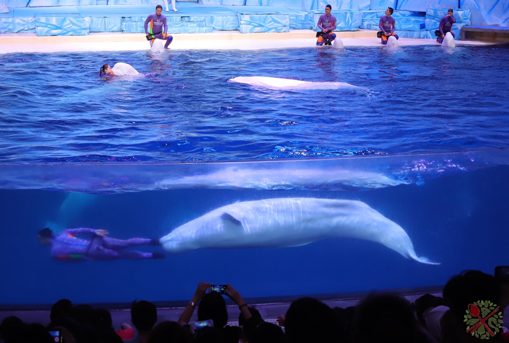 珠海长隆海洋王国企鹅三天两晚,珠海长隆海洋王国企鹅北极熊