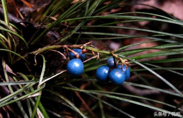 野生麦冬的植物图片,盆栽麦冬宽叶好还是细叶好