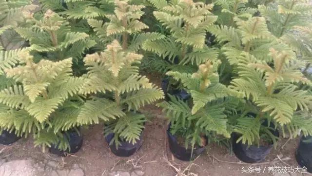 养不死的客厅大绿植南洋杉,请问植物南洋杉怎么养