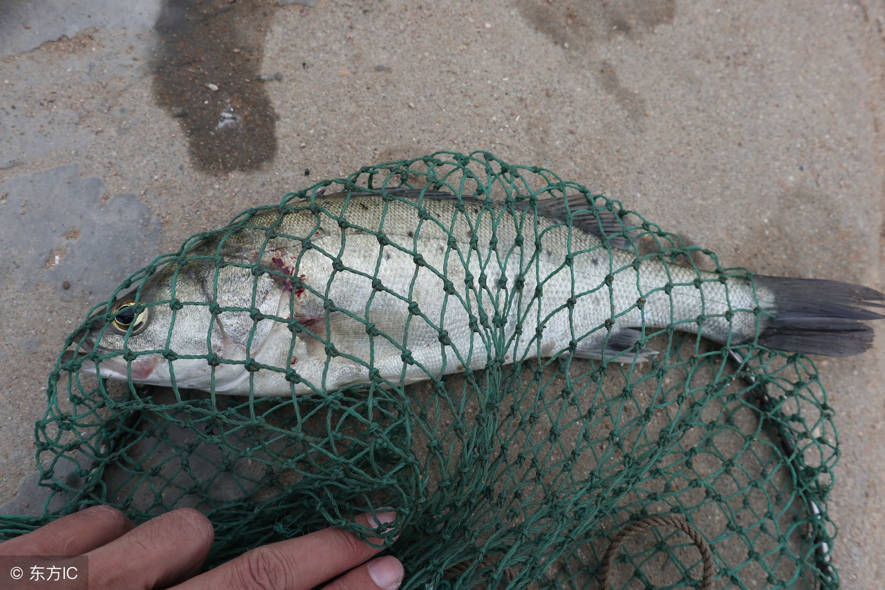 钓鲈鱼防止跑鱼,为什么钓鲈鱼老是跑鱼