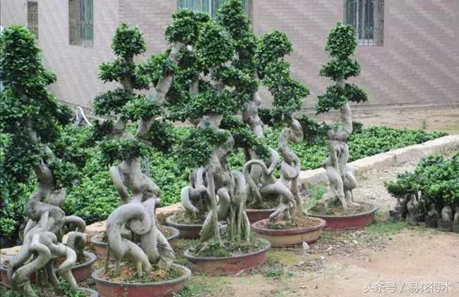 榕树落叶的原因及解决方法,榕树盆景怎样过冬不落叶