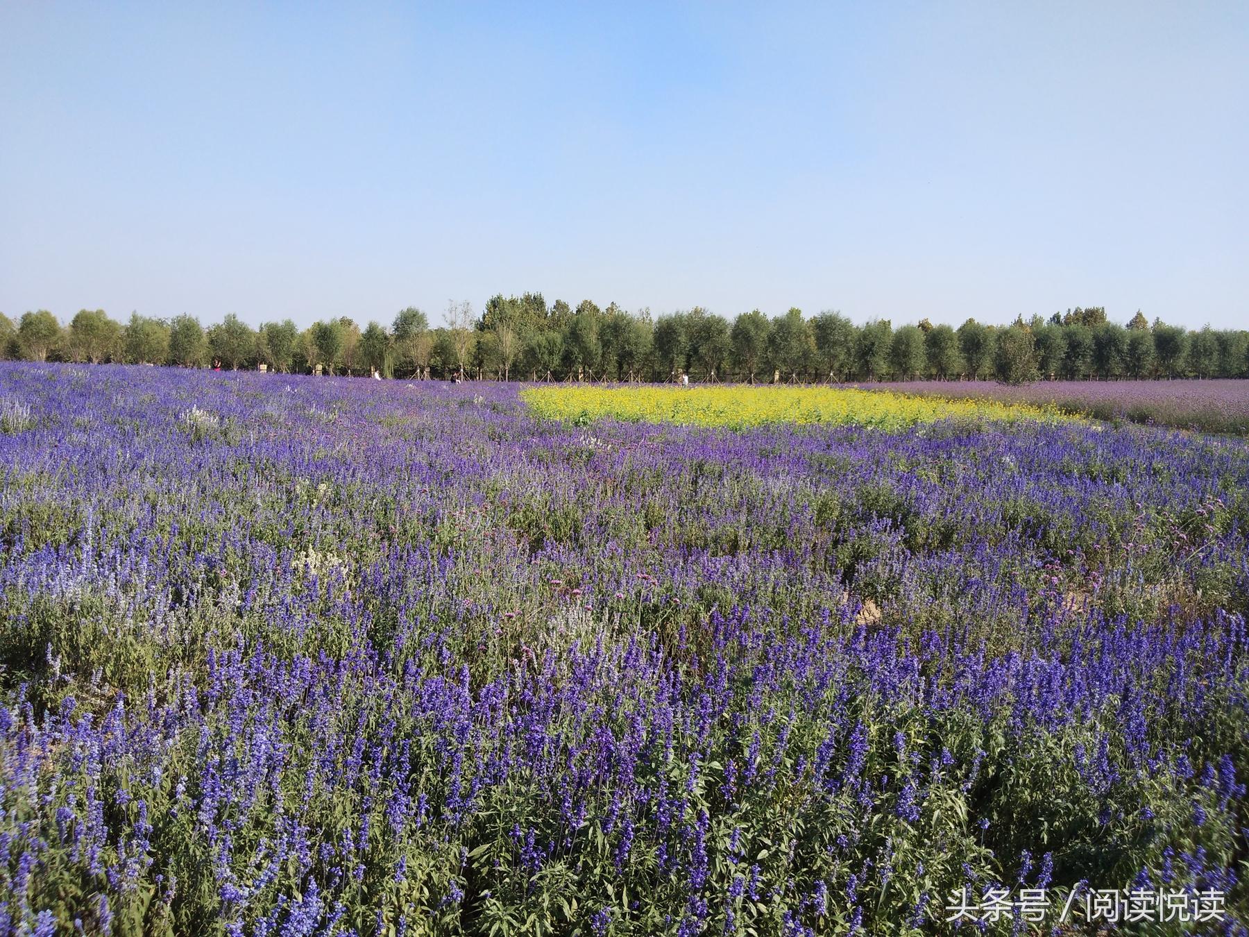 夏天的安国药博园,五一安国药都药博园