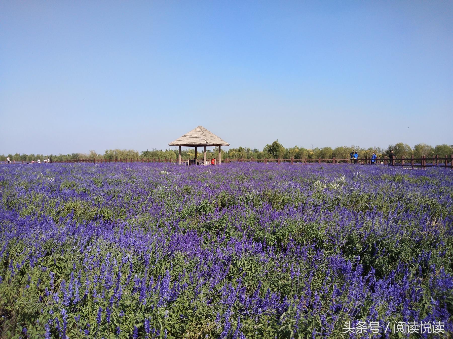 夏天的安国药博园,五一安国药都药博园