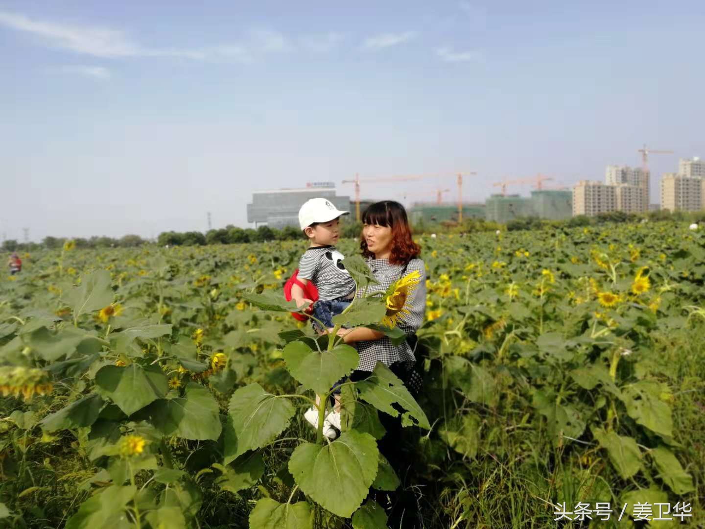 向日葵又名朝阳花，是俄罗斯、乌克兰、葡萄牙等国家的国花