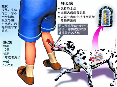 如果得了狂犬病一般会怎么发作,收养流浪狗不幸感染狂犬病怎么办