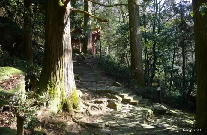 适合带着去旅行的宠物,宠物旅行攻略如何带宠物出门旅游