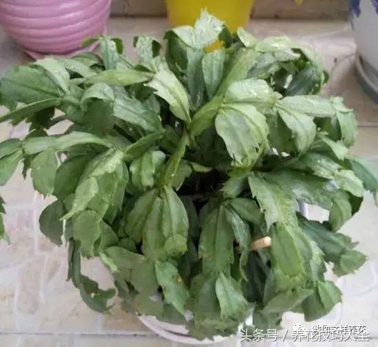 蟹爪兰长得好好的就断了怎么回事,蟹爪兰花蔫了怎么补救