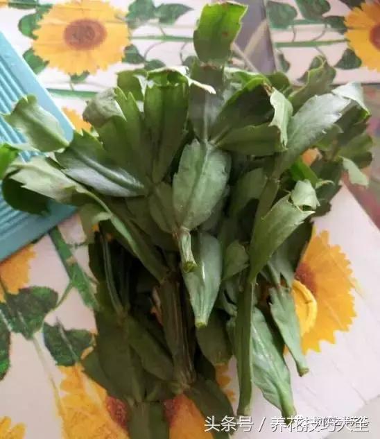 蟹爪兰长得好好的就断了怎么回事,蟹爪兰花蔫了怎么补救