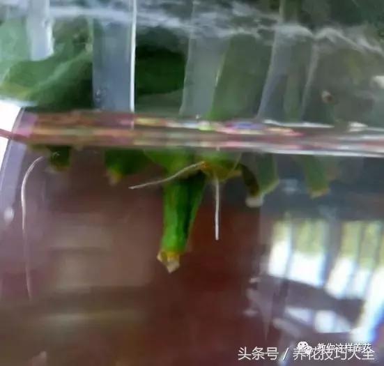 蟹爪兰长得好好的就断了怎么回事,蟹爪兰花蔫了怎么补救