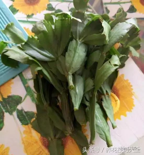 蟹爪兰长得好好的就断了怎么回事,蟹爪兰花蔫了怎么补救