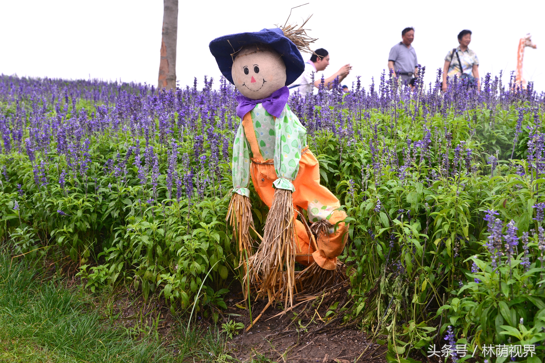 上海深度一日游,浦东金桥镇一日游