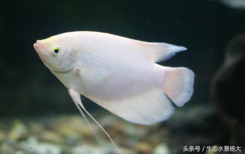 观赏鱼种类作用,什么观赏鱼寓意好