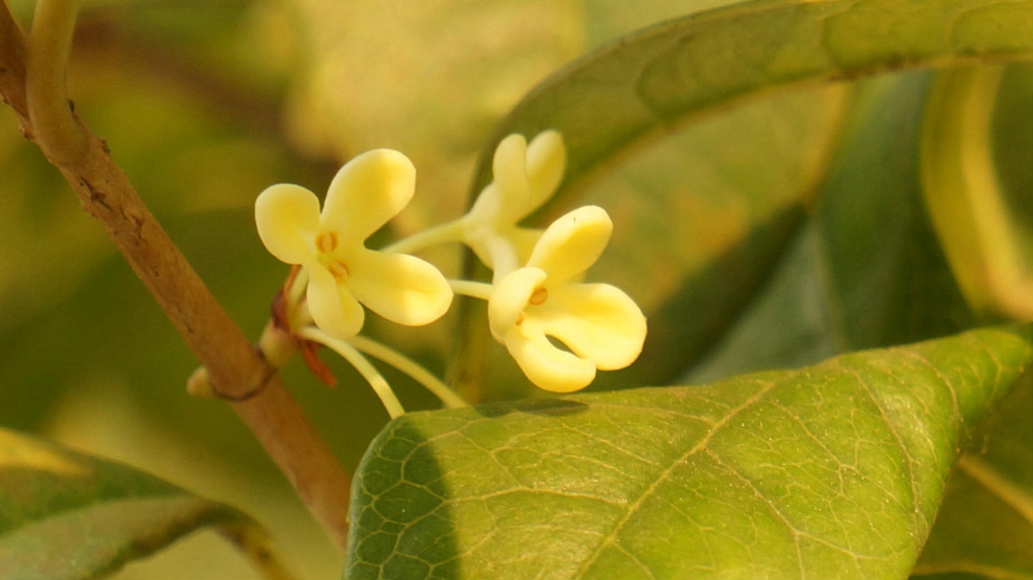 桂花养护与管理方法以及修剪视频,桂花怎么养护和施肥施什么肥料