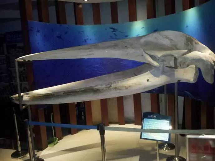 青岛有什么值得去的博物馆推荐,青岛值得去的几个博物馆