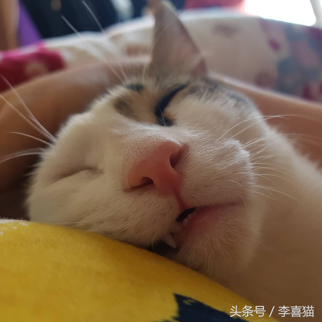 猫咪小小的脑袋大大的身子,猫咪有什么古怪的性格