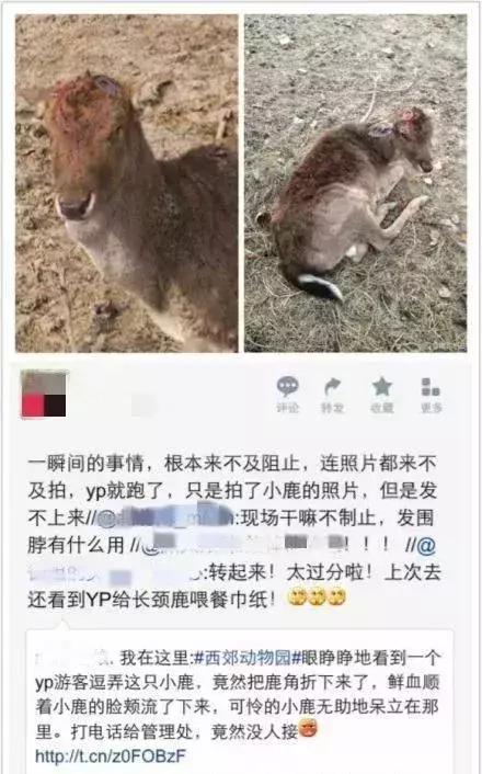 卑劣的街头喂河马,塑料袋放进河马嘴里