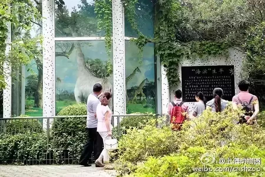 卑劣的街头喂河马,塑料袋放进河马嘴里