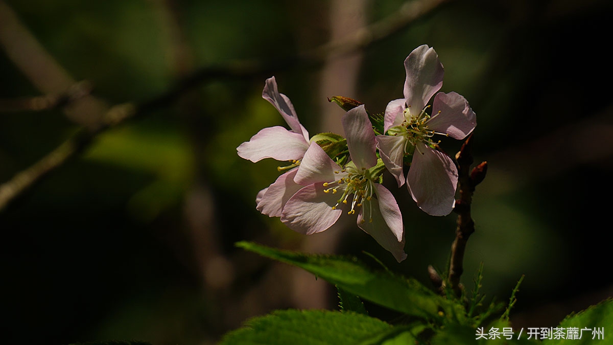 白云山樱花开了吗,白云山樱花盛开