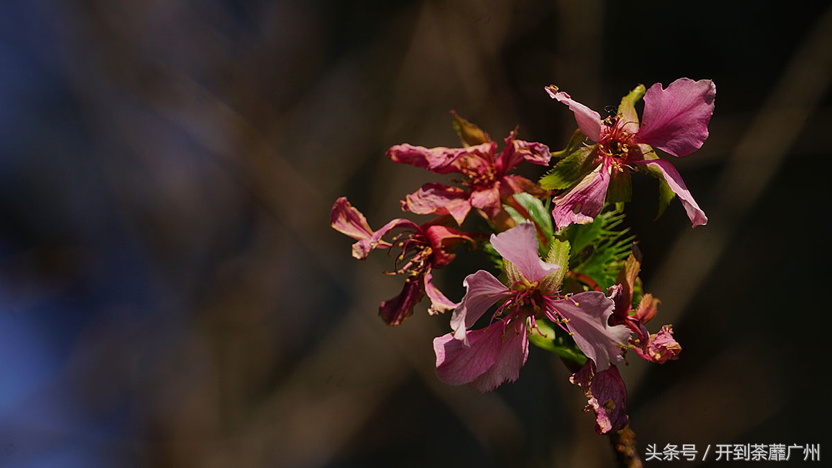 白云山樱花开了吗,白云山樱花盛开