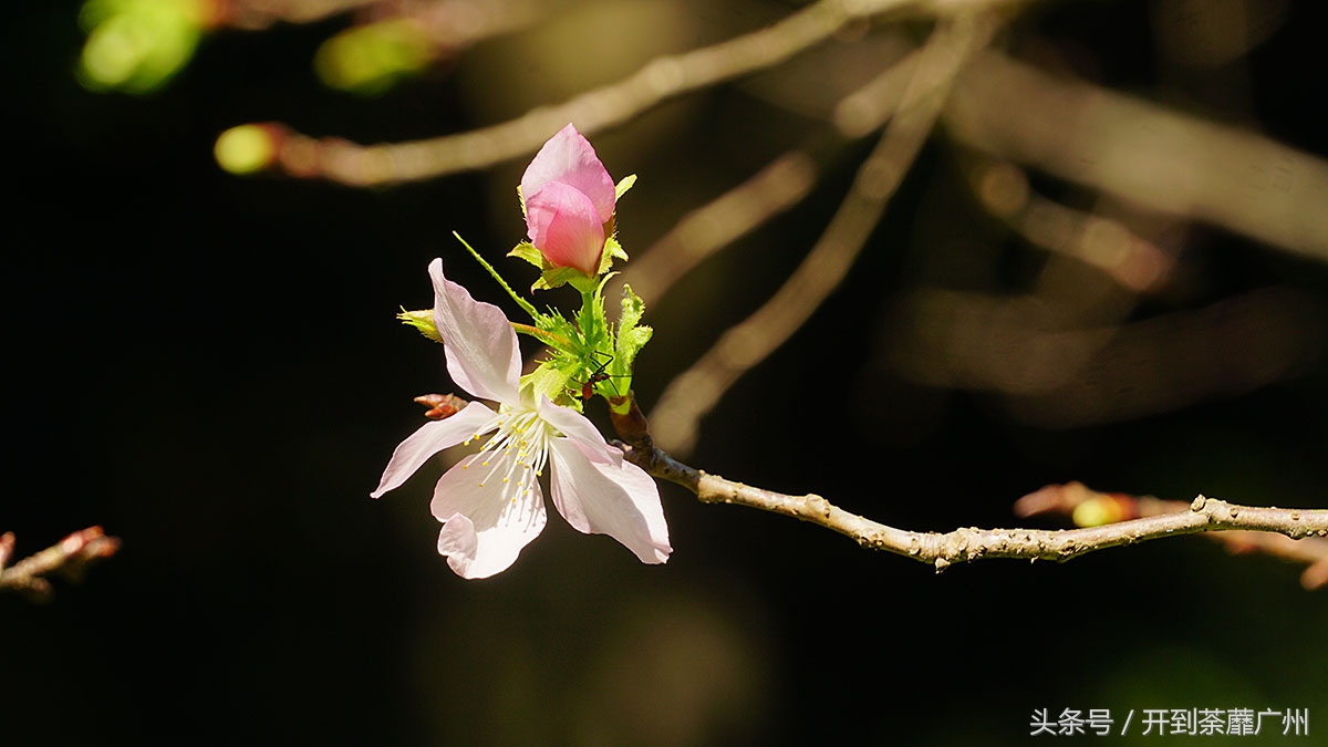白云山樱花开了吗,白云山樱花盛开