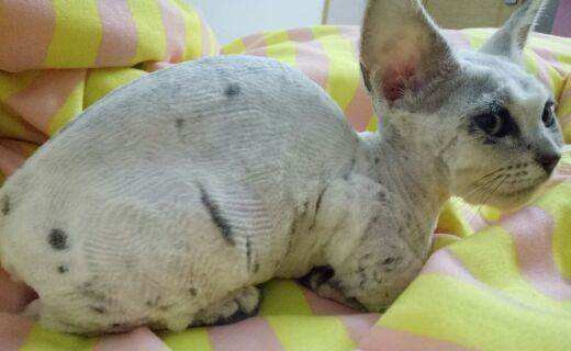 猫癣怎么才能治好,猫癣如何彻底治愈