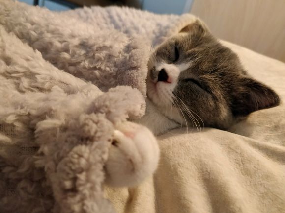 猫癣该怎么才能彻底治好,猫癣能不能彻底治愈