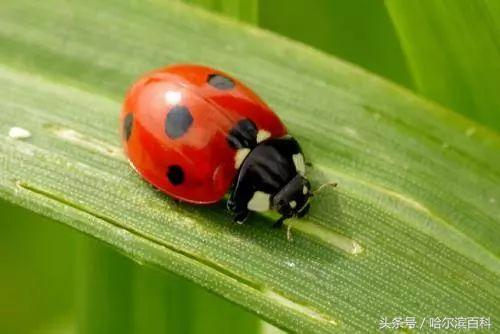 花大姐是外来入侵物种吗,花大姐来东北