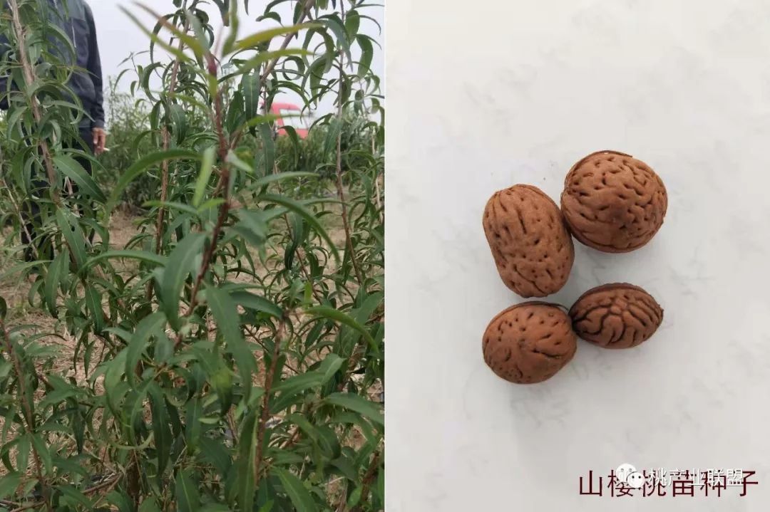 桃砧木选择,山桃砧木的优缺点