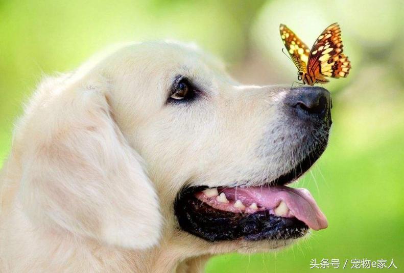 为什么给狗狗做体外驱虫,为什么给狗狗驱虫了还是频繁挠痒