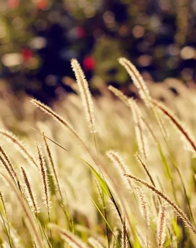 秋风起芦花飞起满天霜,诗词鉴赏秋风起芦花飞