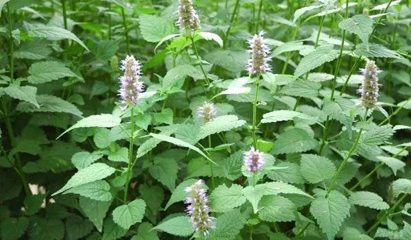 想脸更紧致一点做什么医美,想脸上皮肤好要做什么