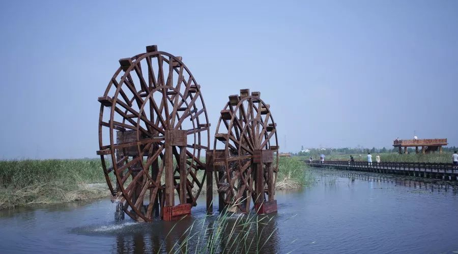 桂花香，残荷，银杏，宁波的秋天