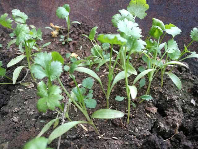 促进蔬菜生长的秘诀,蔬菜长得细缺什么肥料