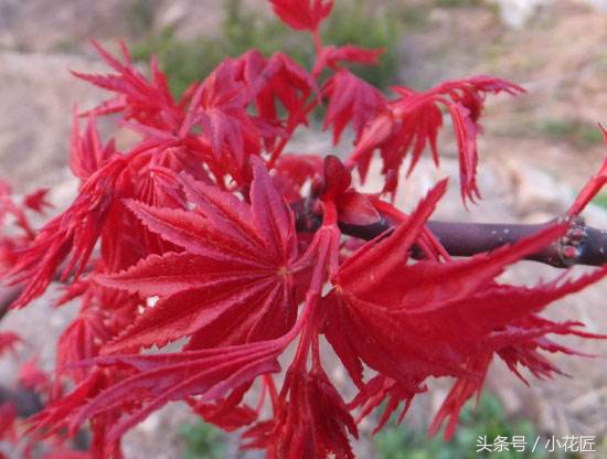 红枫部分叶片焦叶,红枫为什么叶子容易干尖