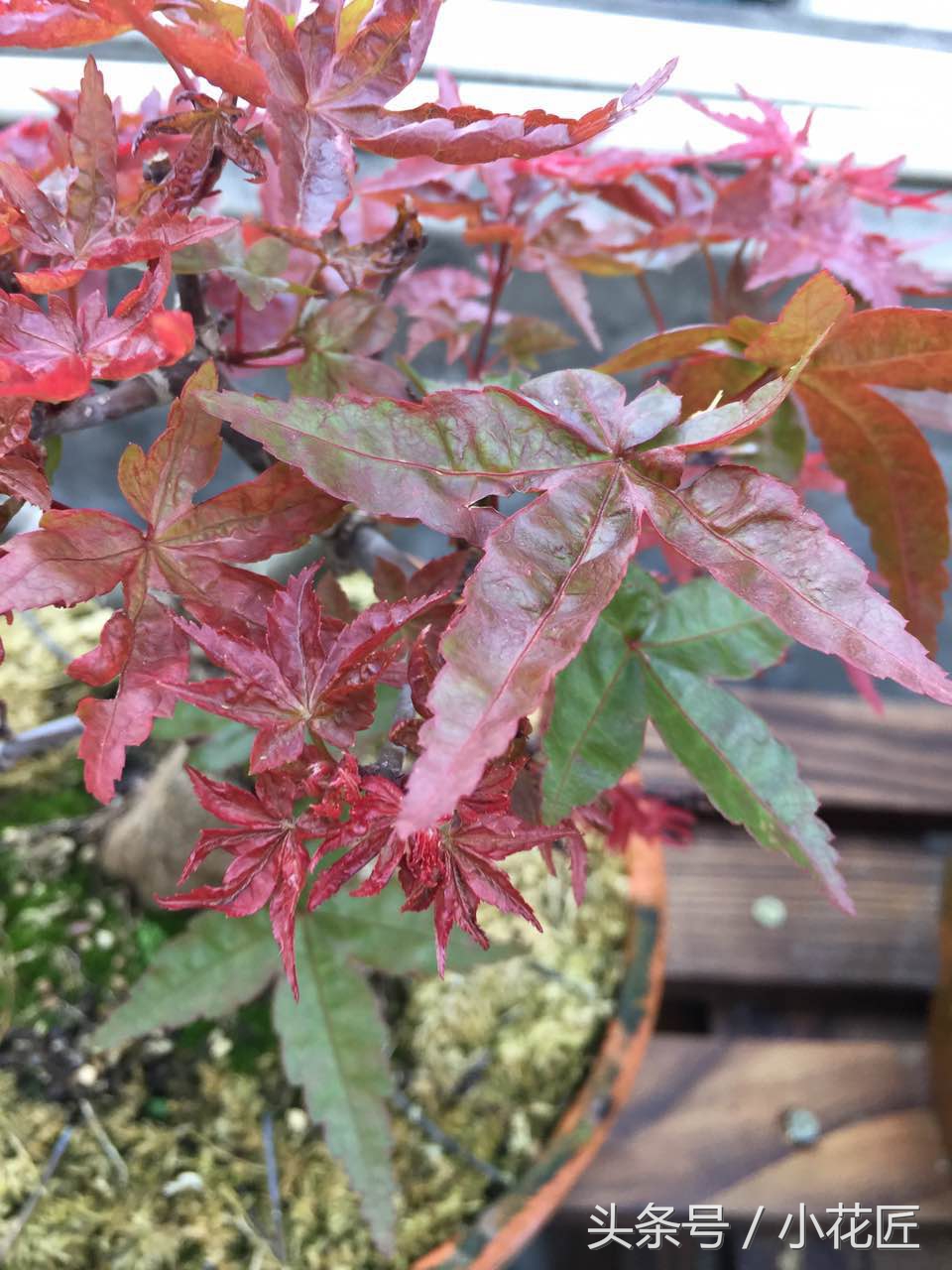 红枫叶子干怎么回事,三季红枫出现焦叶是什么原因