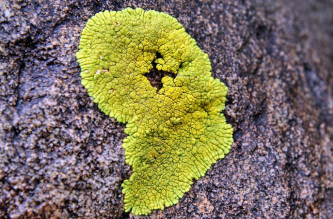 地球上最原始最古老的植物群落,盘点地球上10大最神奇的古老植物