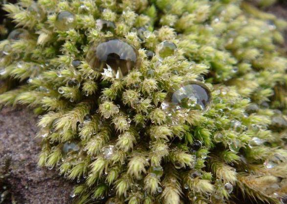 地球上最原始最古老的植物群落,盘点地球上10大最神奇的古老植物