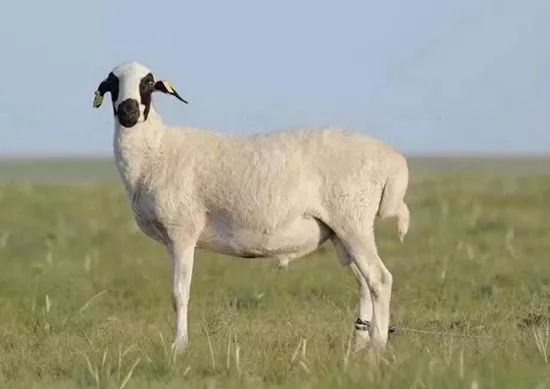 红炭火老北京涮肉大连新华街店,大连老北京涮肉小吃