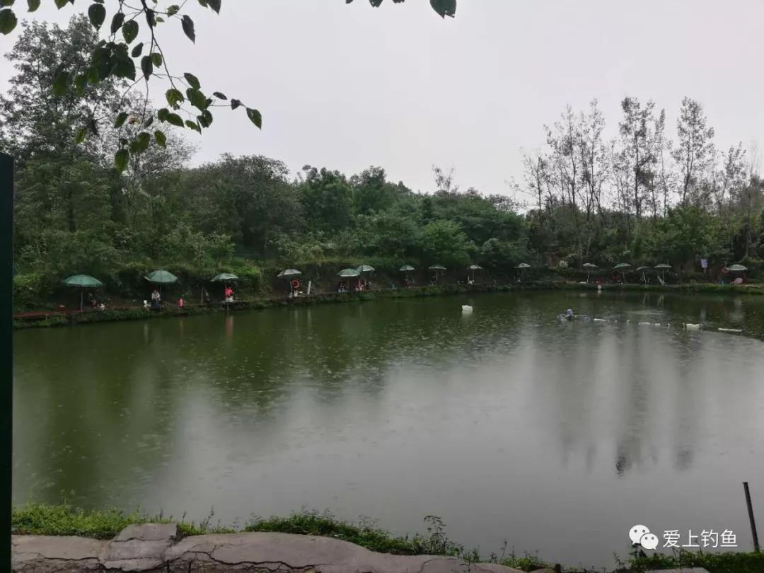 收费的鱼塘钓鱼,收费塘可以路亚吗