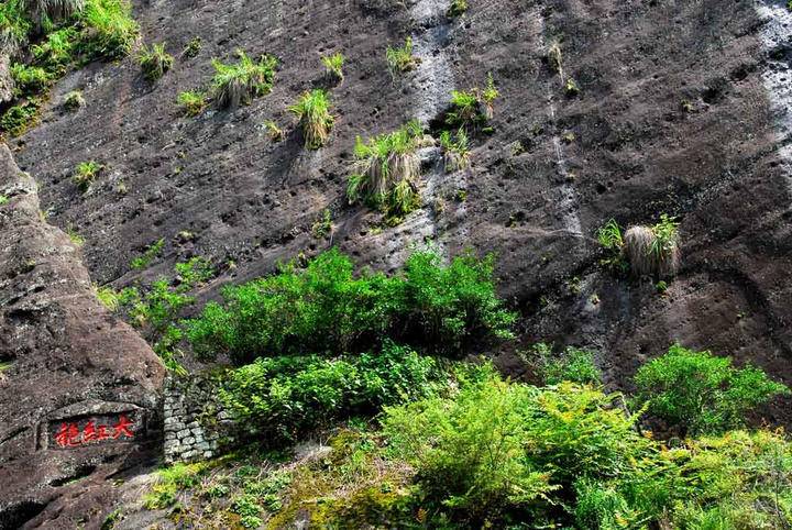 一公斤茶叶价格高达1040万元，有钱你也买不到