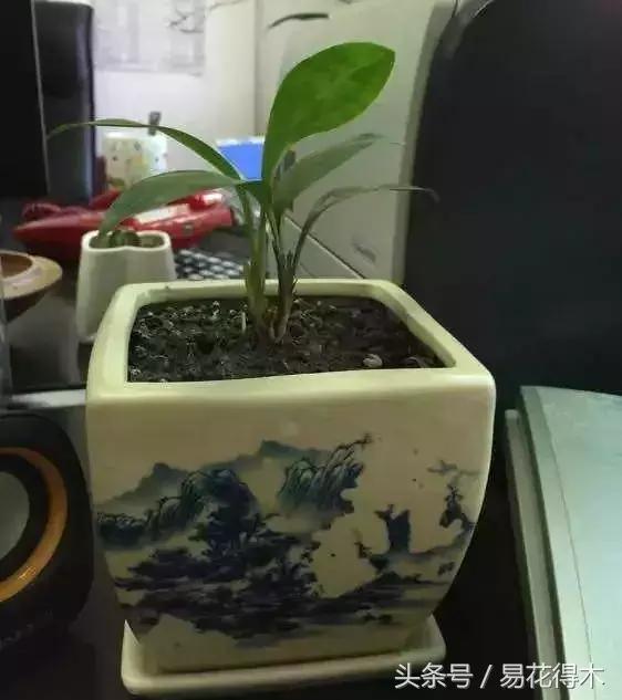 兔耳兰珍稀品种花,什么兰花叶子是兔耳兰