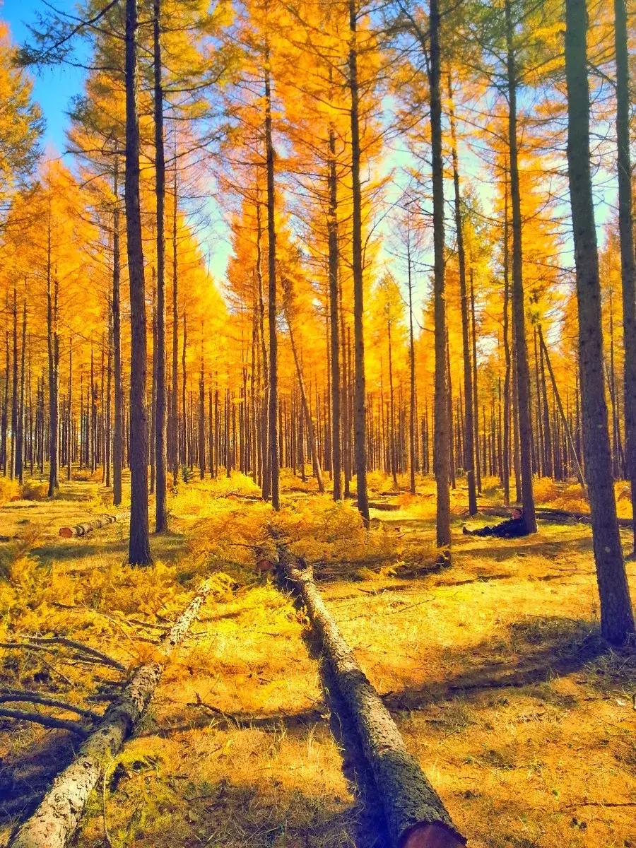 草原风光宛如油画 (呼伦贝尔大草原美图)