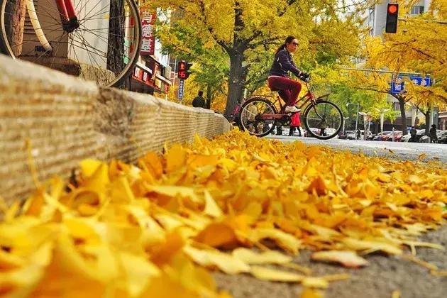 最佳银杏观赏地是哪儿,银杏观赏地点在哪里