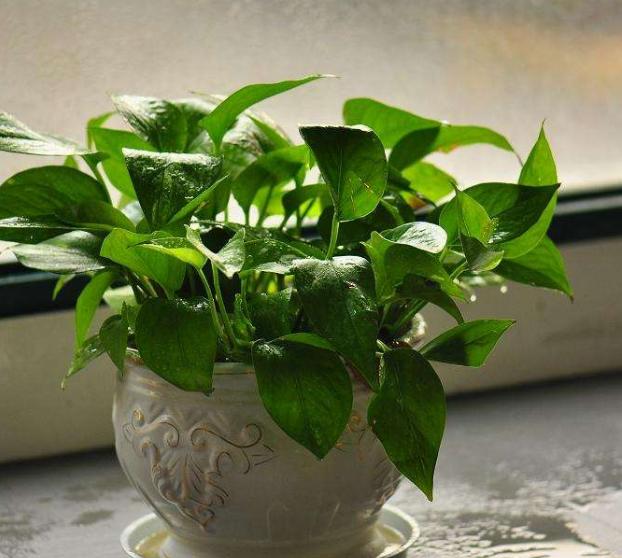 水培绿萝已经生根发芽放什么肥料,水培绿萝刚生根可以移栽到沙子里