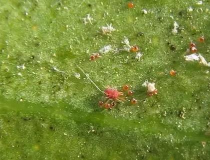 花儿除虫的妙招,花儿生虫用什么药