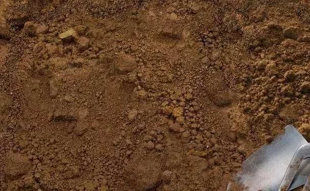 花儿除虫的妙招,花儿生虫用什么药