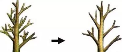 花儿生虫了用什么杀虫好,花儿生虫怎么办打什么药