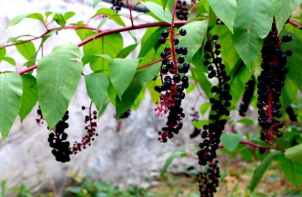北京农村小时候吃的野果叫紫葡萄,像小紫葡萄样的野果是什么