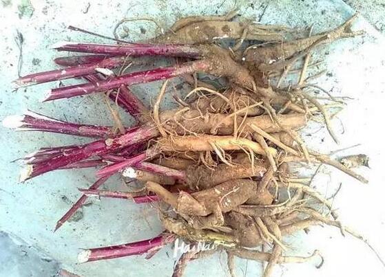 北京农村小时候吃的野果叫紫葡萄,像小紫葡萄样的野果是什么